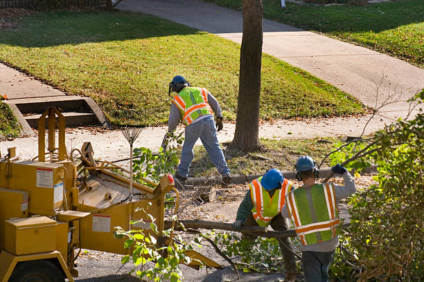 Best Tree Clearing Services  in USA